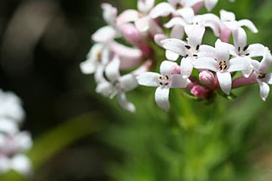 Aspérule hérissée - Asperula hirta 