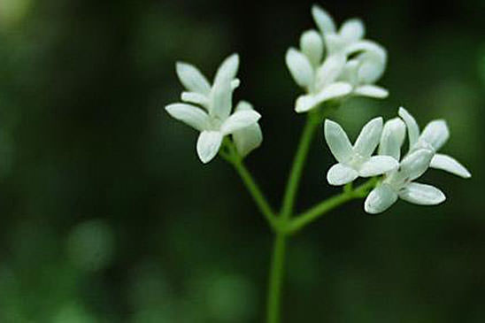 Aspérule odorante - Galium odoratum 