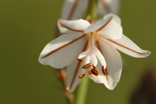 Asphodèle fistuleux - Asphodelus fistulosus 