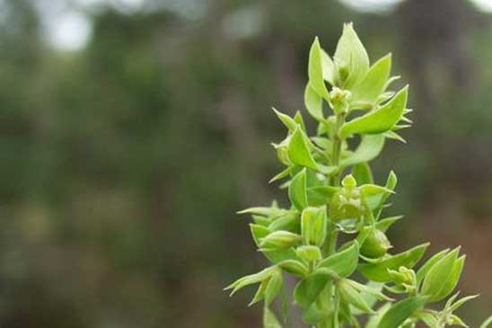 Astéroline en étoile - Lysimachia linum-stellatum 