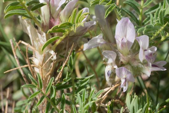 Astragale aristé - Astragalus sempervirens subsp. sempervirens