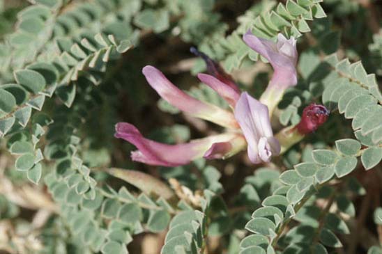 Astragale de Montpellier - Astragalus monspessulanus subsp. monspessulanus