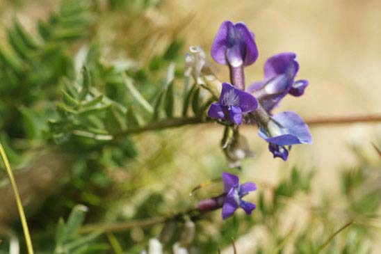 Astragale du Danemark - Astragalus danicus 