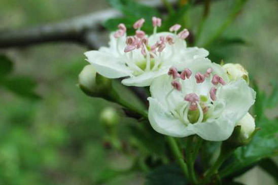 Aubépine à deux styles - Crataegus laevigata 