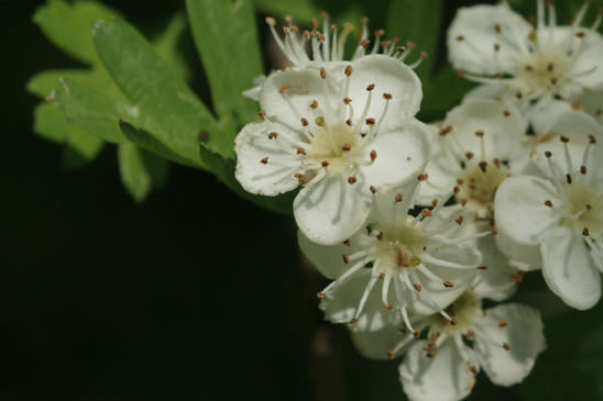 Aubépine à un style - Crataegus monogyna 