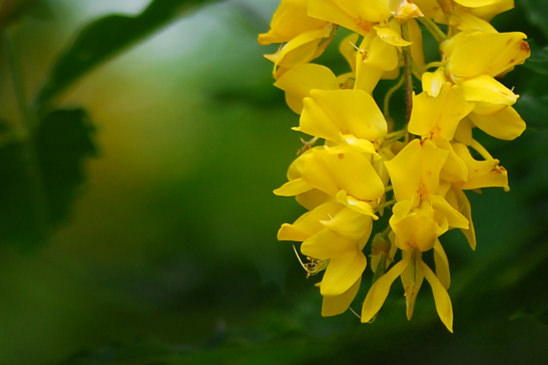 Aubour des Alpes - Laburnum alpinum 