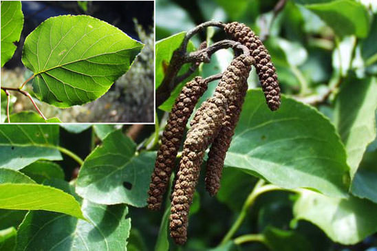 Aulne à feuilles en coeur - Alnus cordata 