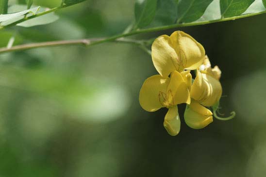 Baguenaudier - Colutea arborescens 