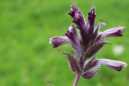 Bartsie des Alpes - Bartsia alpina 