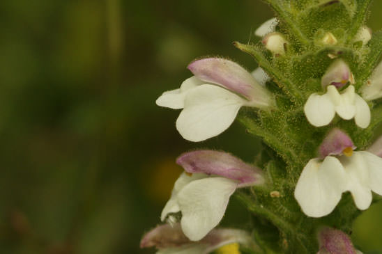 Bartsie - Bartsia trixago 