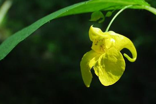 Balsamine des bois - Impatiens noli-tangere 