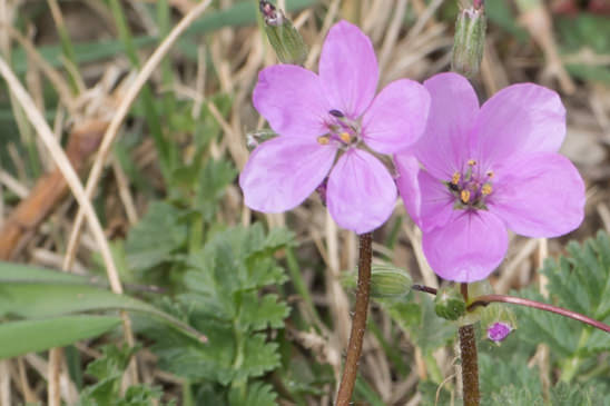 Bec-de-grue acaule - Erodium acaule 