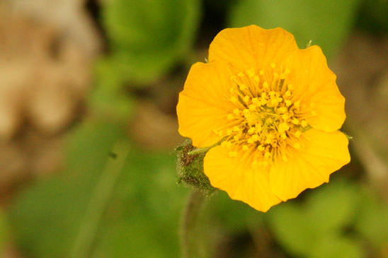 Benoîte des bois - Geum sylvaticum 