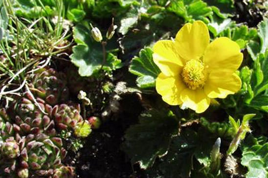 Benoîte des montagnes - Geum montanum 