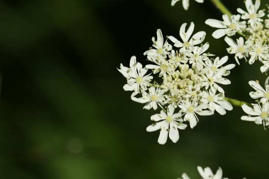 Berce commune - Heracleum sphondylium subsp. sphondylium