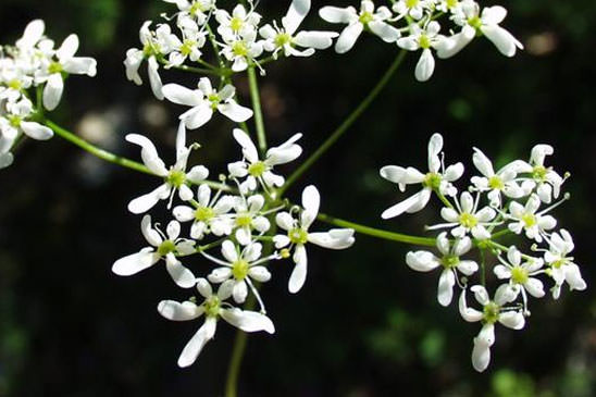 Bifora rayonnant - Bifora radians 