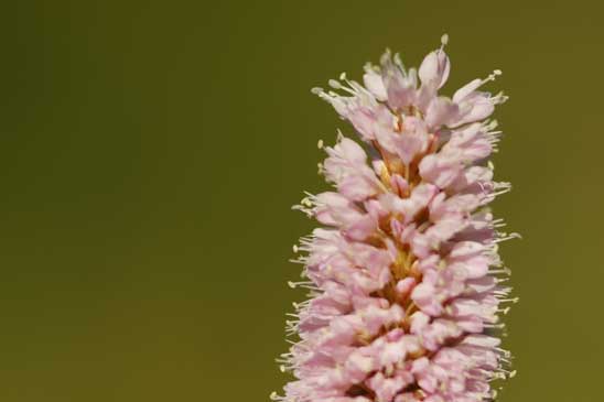 Bistorte - Bistorta officinalis 