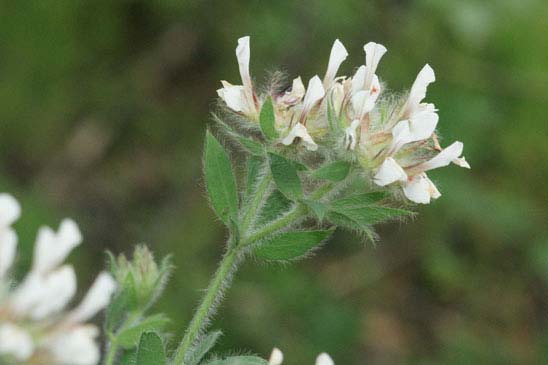 Bonjeanie hirsute - Lotus hirsutus 