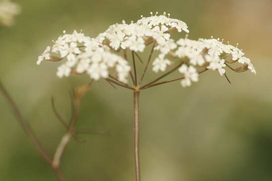 Boucage saxifrage - Pimpinella saxifraga subsp. saxifraga