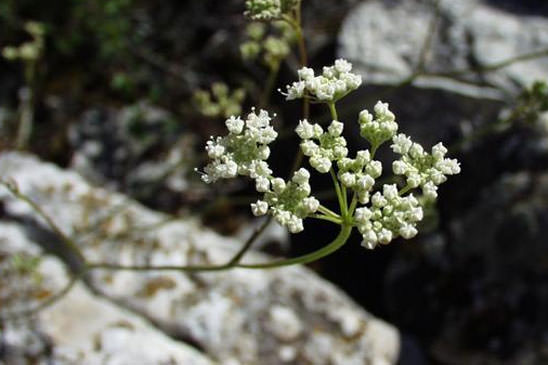 Boucage Tragium - Pimpinella tragium 