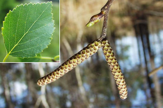 Bouleau blanc - Betula pubescens 