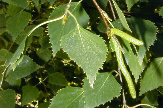 Bouleau pendant - Betula pendula 