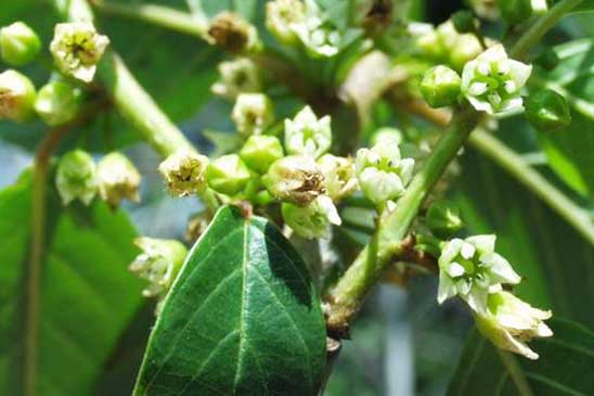 Bourdaine - Frangula alnus subsp. alnus