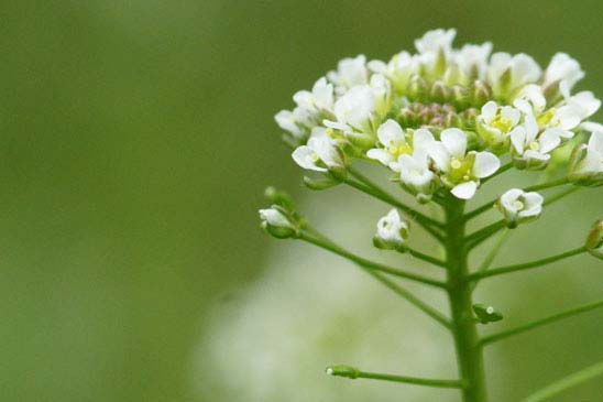 Bourse-à-pasteur - Capsella bursa-pastoris 