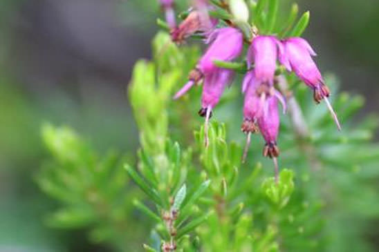 Bruyère carnée - Erica carnea 