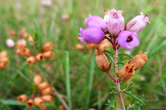 Bruyère cendrée - Erica cinerea 