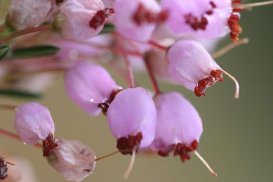 Bruyère vagabonde - Erica vagans 