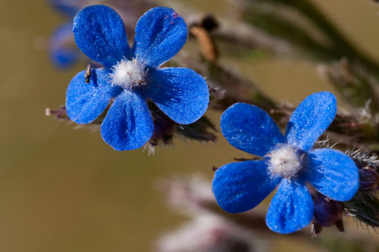 Buglosse d'Italie - Anchusa azurea 