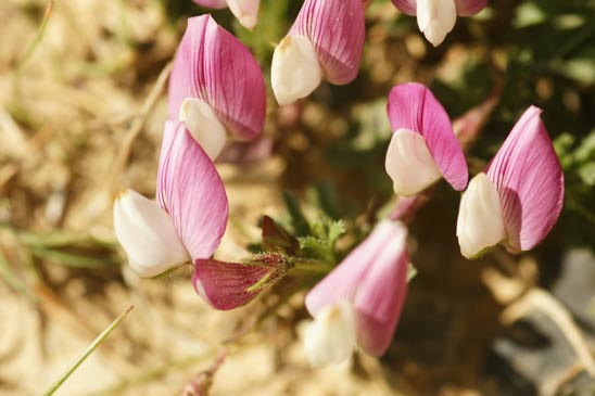 Bugrane à crête - Ononis cristata 