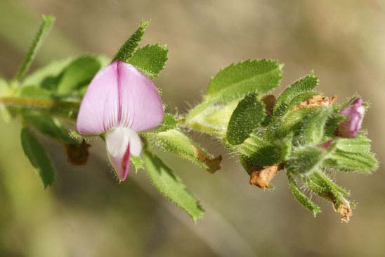 Bugrane épineuse - Ononis spinosa subsp. antiquorum