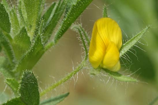 Bugrane visqueuse - Ononis viscosa viscosa