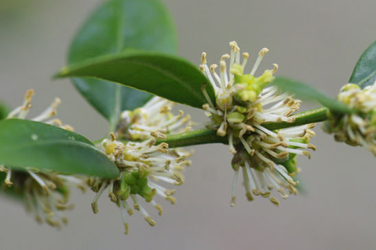 Buis - Buxus sempervirens 