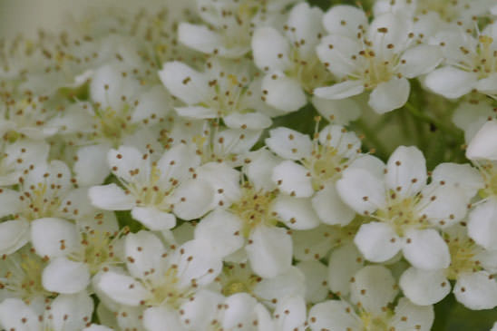 Buisson ardent - Pyracantha coccinea 