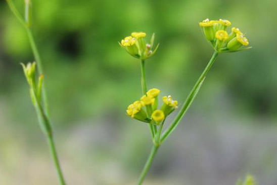 Buplèvre à feuilles de jonc - Bupleurum praealtum 