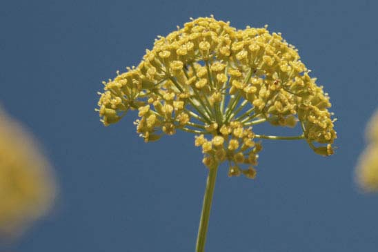 Buplèvre arbustif - Bupleurum fruticosum 