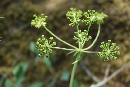 Buplèvre des pierriers - Bupleurum petraeum 