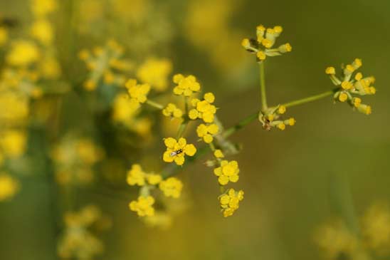 Buplèvre en faux - Bupleurum falcatum 