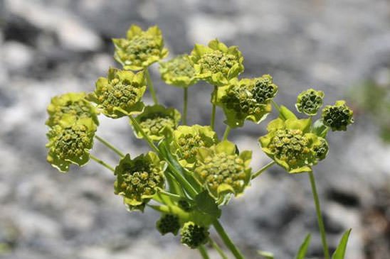 Buplèvre étoilé - Bupleurum stellatum 