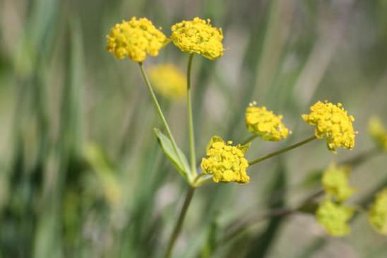 Buplèvre fausse-renoncule - Bupleurum ranunculoides subsp. ranunculoides