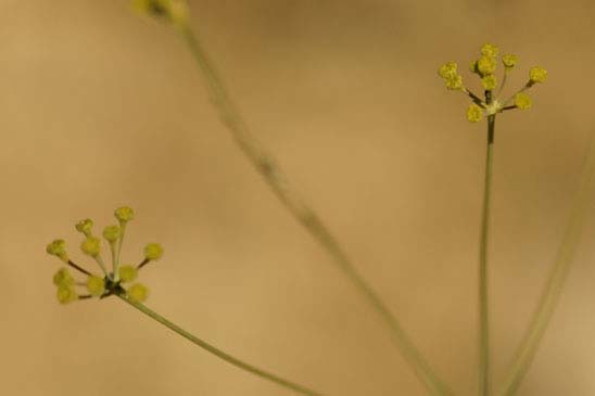 Buplèvre raide - Bupleurum rigidum subsp. rigidum