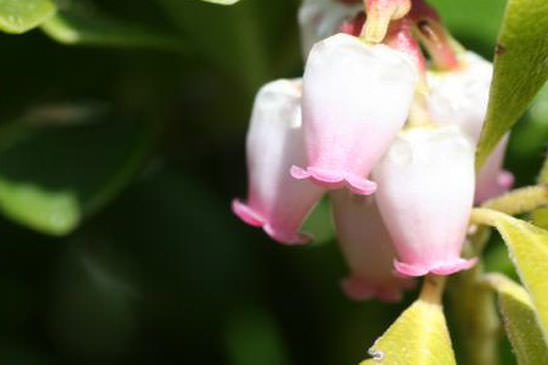 Busserole à feuilles épaisses - Arctostaphylos uva-ursi 