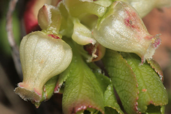 Busserole des Alpes - Arctostaphylos alpinus 