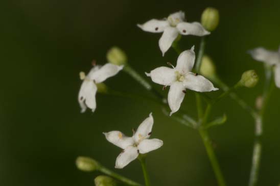 Caille-lait commun - Galium album 