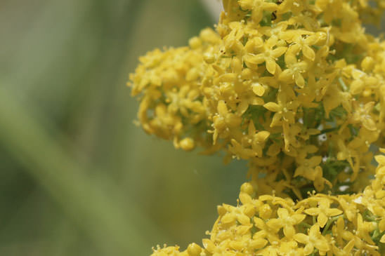 Caille-lait jaune - Galium verum subsp. verum