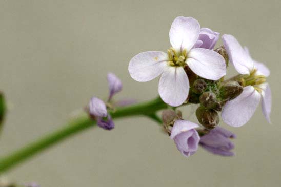 Cakilier maritime - Cakile maritima subsp. maritima