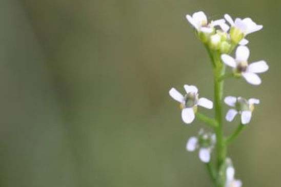 Calépine irrégulière - Calepina irregularis 